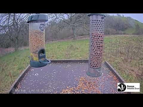 LIVE Birdfeeder camera in Devon - Birds and woodland wildlife