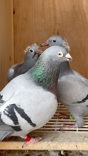 🐦 How do Sedo Plus, Detox Plus, and Moor Active help our pigeons after the races and throughout the season? Sedo Plus boosts liver function by enhancing fat metabolism and bile secretion. Moor Active promotes digestion and firm droppings, while Detox Plus eliminates toxins with natural extracts and minerals. These products ensure good liver and intestinal health and function. ✅#cestpharmainternational #cestpharma #racingpigeons #porumbei #porumbeivoiajori #pigeonsport #passion #performance | Ce