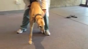 神经学检查 - 姿势反应 - 跳跃