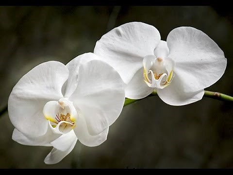 MOTH ORCHIDS - HOW TO GROW AND CARE FOR PHALAENOPSIS