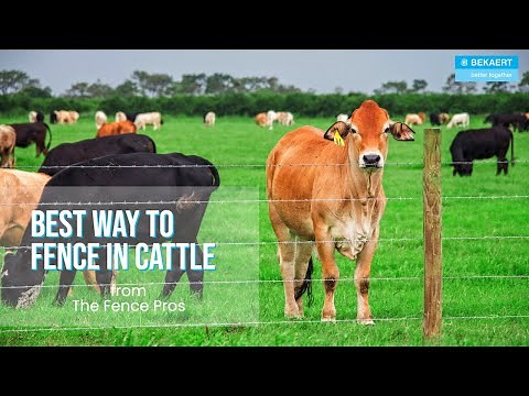 Learn the BEST Fencing in cattle
