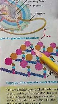 peptido-Glycan molecules full explained digram in Urdu/hindi