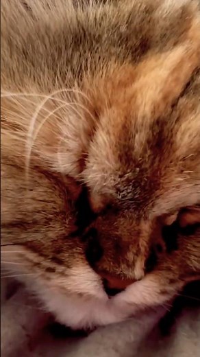 Persian Sleeping Soundly #cat #kitty #cutecat #cutekitty #persiancat #persian