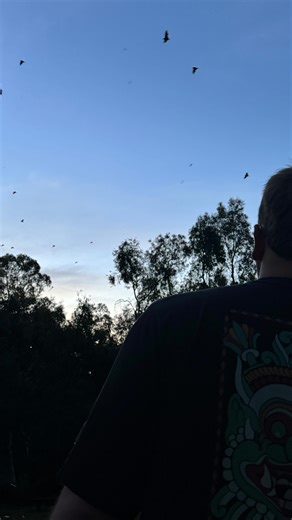 The best free wildlife event in Australia! 🇦🇺 Genuinely it’s unreal, up to 50,000 big old bats taking to the sky on their way out across the city of Melbourne to pollinate the planet, our little underrated superheroes ❤️ Code ‘wildlifewithcookie’ for 5% off your @holafly_esim (or link in bio) #wildlife #australia | Wildlife With Cookie