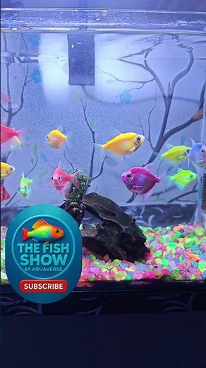 Why Tetra Fish are the Best Aquarium Pets #Aquarium #thefishshow #fishtank #fish #TFSbyaquavers