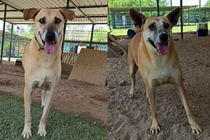 Jurong Island dogs up for adoption: You could help rewrite their future