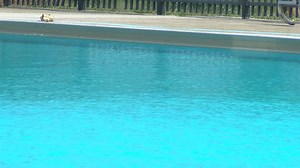 Grand Rapids Swimming Pool Board hopes to open public pool for summer