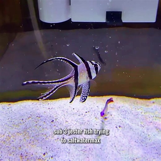 not too much on his nasolabial folds #boxfish #fishtok #fyp #fish #aquarium