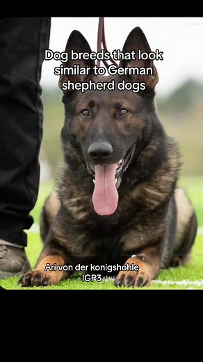 #germanshepherd #germanshepherddog #gsd #shilohshepherd #whiteswissshepherd #wss #bohemianshepherd #chodsky #belgiantervuren #tervuren #belgianmalinois #malinois
