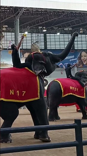 Elephant Show at Nong Nooch Tropical Garden #Chonburi #Thailand