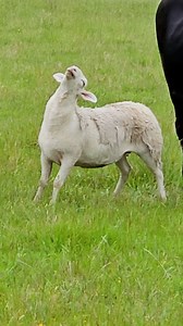 Is he sleeping standing up!🐑 | Furry Tails