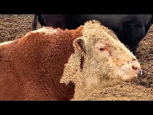 Aberdeen Angus and Hereford The perfect cow bull pair