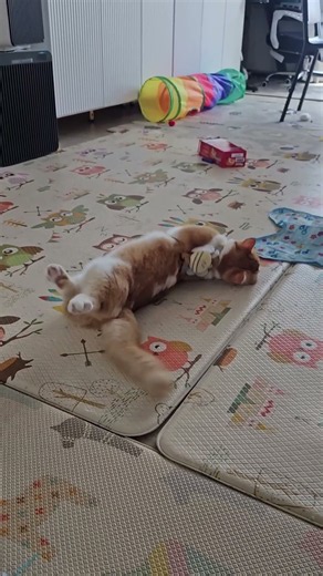 하네스 했다고 삐져서 집사말도 안듣는 #귀염둥이 #먼치킨 #고양이 #먼치킨별이 #현해서집냥이별 #cat #cute #고양이영상