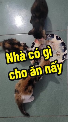 Cho mèo ăn cháo phục vụ sức khoẻ
