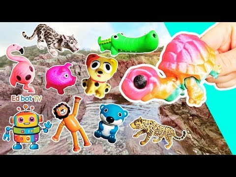 Animal Names for Kids to Learn at the Rock Pool: Tortoise Otter Dog Fox Lion Snow Leopard