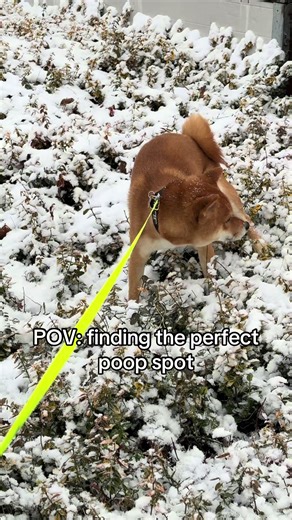 Finding the Perfect Poop Spot: A Dog's Perspective