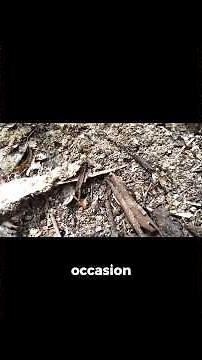 Ant Reproduction Uncovered: Building the Next Generation