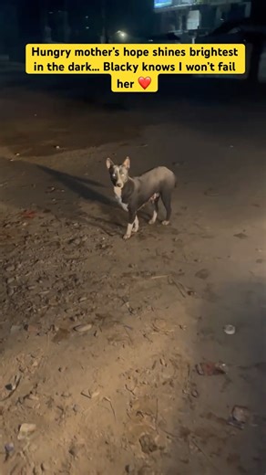 A Hungry Mother BLACKY's Trust ❤️ #shorts #ytshorts #funnydogs #goldenretriever #cutepet #pets