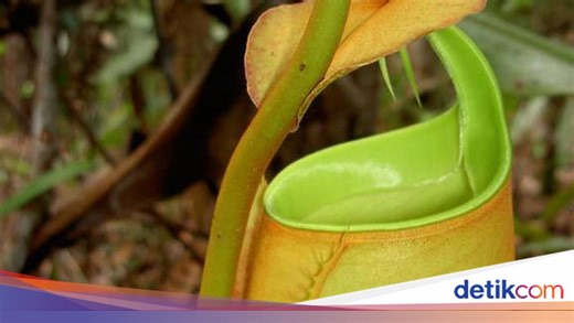 Mengenal Kantong Semar, Tumbuhan Insektivora yang Terancam Punah