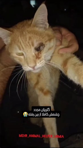 ‎خیریه حمایت از حیوانات ارومیه‎ on Instagram‎: "🛑گلریزان مجدد🛑 امید این کوچولو به مهربونی ماست. برای تخلیه چشمش نیاز فوری به کمک داریم. چشمش کاملا خشک شده و از بین رفته😓 بیایید دست‌به‌دست هم بدیم و نجاتش بدیم 🤍🐾🙏 شماره کارت خیریه مهرورزان فرشتگان آسمانی مهر 6274-1219-4009-3966"‎