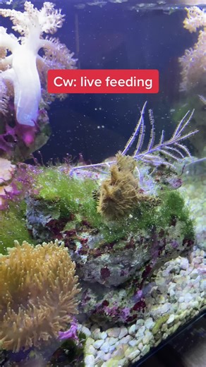 Exploring a Colorful Aquarium with Diverse Marine Life