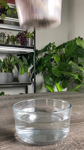 3.6M views · 17K reactions | Orchid Rescue. This orchid was stuck in...