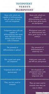 Totipotente y Pluripotente. - CIENCIA 2026