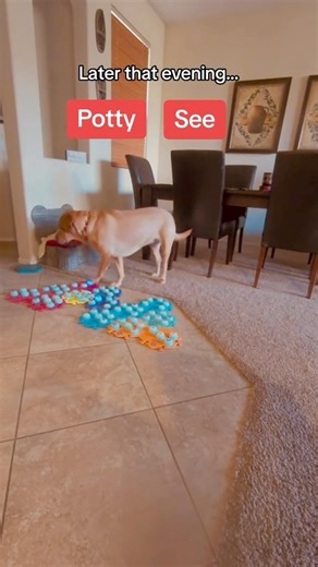 42K views · 320 reactions | When you're talking dog calls you out! . . Code Chatty is currently good for 12% off $50+ purchases. Code BOOTCAMP016 is good for free Button Bootcamp. . . . . . . #talkingdog #aic #talkingdogsofinstagram #smartdog #talkingdogvideos #labrador #labsofinstagram | The Chatty Lab | Facebook