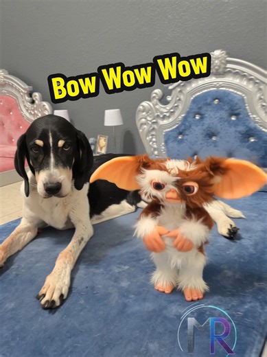 Gizmo from Gremlins and my coonhound just went full West Coast mode to “Fnck Wit Dre Day” by Dr. Dre & Snoop Dogg 🔥🐶 Bow wow wow yippie yo yippie yay — but make it Gremlins chaos and coonhound energy 😂 This Gremlins dance collab brings 90s hip hop nostalgia, and funny dog moments! Watch until the end for the togetherness moment 🫶🐾 #Gremlins #Gizmo #DogDance #SnoopDogg #90sHipHop