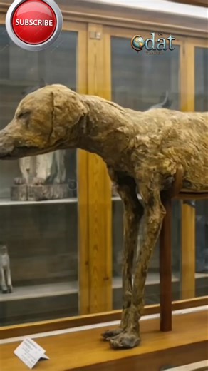 Mummified Dog at the Grand Egyptian Musuem #dog #animal #ancient #mummy #Mummified #artifacts #egypt