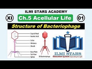 structure of bacteriophage - lecture 5 chapter 5 biology 1st year life cycle of bacteriophage