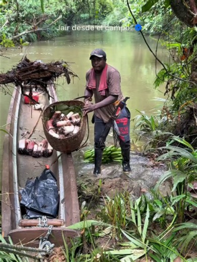 Cómo recoger y trasplantar matas de banano en río crecido