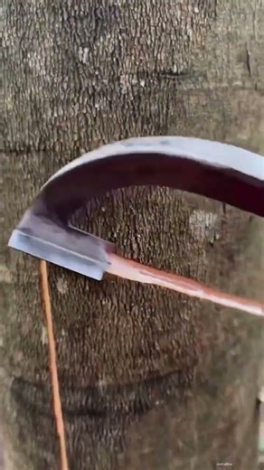 how to carve rubber tree bark