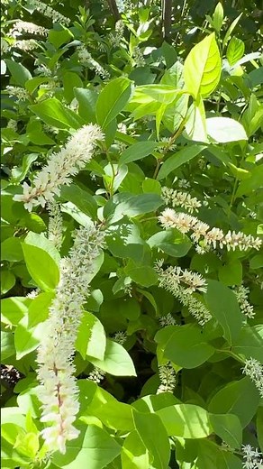 Itea Virginica (Virginia Sweetspire) Native Shrub