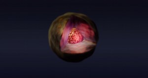 Cell Biology, Section Of Cell