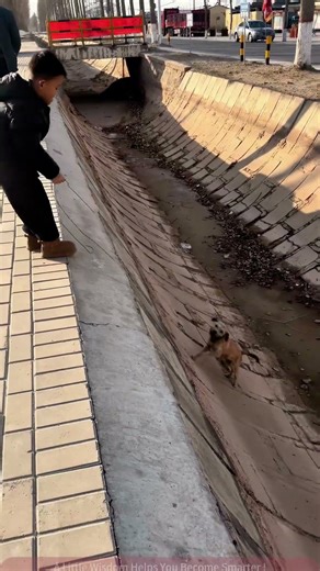 Smart Dog Climbs Out of Drainage Channel Using Rope After Falling In!