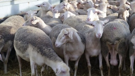 Sheep, Mutton, Cattle Raising