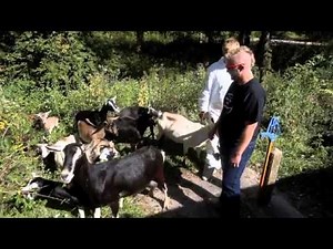 Poison ivy eating goats