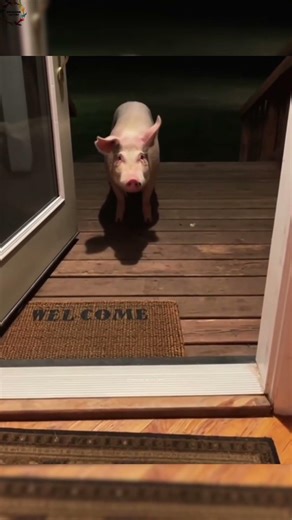 😱⁉️ அடேய் பன்றி 🐷