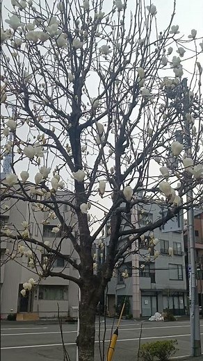 Spring Magic in Japan 🌸 Stunning Flowering Trees & Sakura Views 🇯🇵 | Travel Shorts