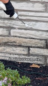 3.7K views | Getting rid of bugs doesn't have to cost you hundreds. Pestie is the DIY cost-effective solution that only takes minutes to apply! ✅  1/4 the cost of pest control companies ⚡️ Spray only 4x a year  Works on 100+ types of bugs  Family & pets friendly  Easy to apply & works indoors | Pestie | Facebook