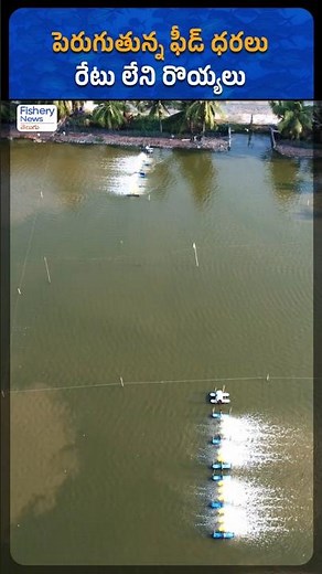 Rising Feed Costs Threaten Shrimp Farming Profits! | Fishery News Telugu