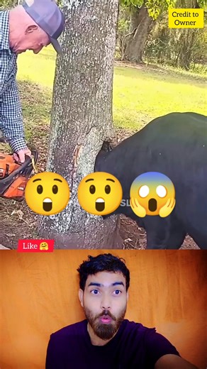 funny animals 🤣😱 try Not to laugh 104🤪 #funnyanimals #animals #pets #shorts