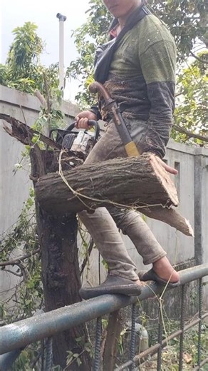 Woodworking skill cherry tree pruning techniques#shortvideo #chainsaw #woodworking