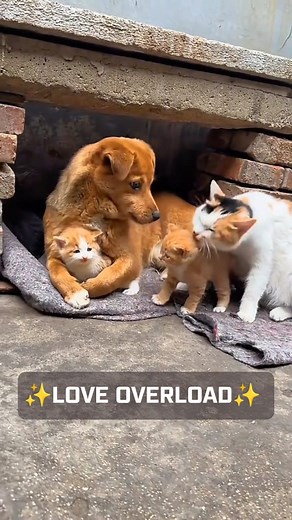260K views · 12K reactions | Love overload✨️ | Alex Cattery House | Facebook