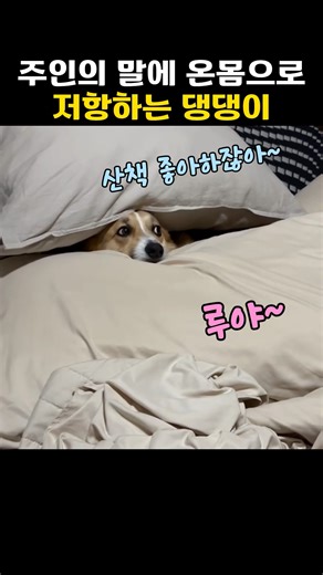 산책을 온몸으로 거부하는 강아지