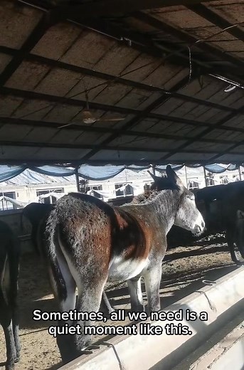 255K views · 2.8K reactions | ☀️ This donkey is enjoying the sunshine like a king! No stress, no problems… just pure relaxation . Life is better under the warm sun!” # #DonkeyLife #SunnyVibes #CuteAnimals #FarmLife #RelaxMode #AnimalLovers #SunshineDay #DonkeyLove #HappyMoments | The Animal Matrix | Facebook