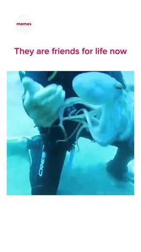 Getting booped by an octopus is a new goal