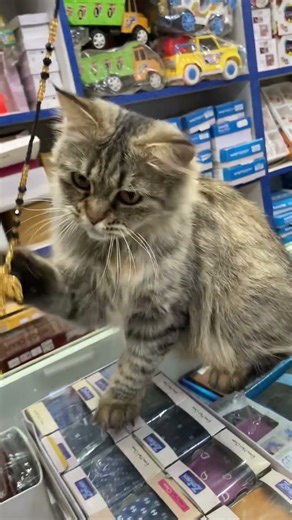 #funny #talkingtom #animation #cat #catton #kitten #caton #cute #kitty #studywithmeandmycat