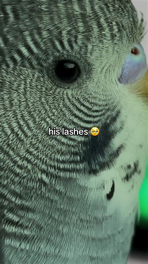 why do budgie have more lucious lashes than me #budgies #fyp #bird #parakeet #budgie